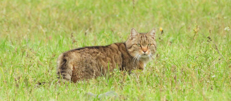 vadmacska_juhaszrobert