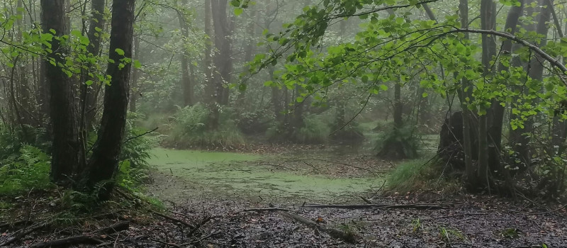 vizes élőhelyek_Molnár Márton_1920