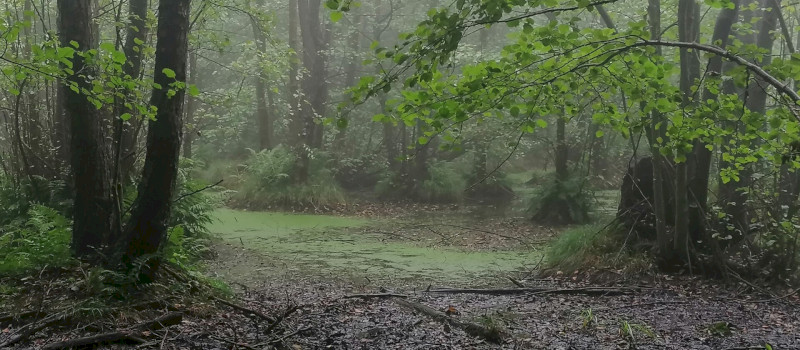 vizes élőhelyek_Molnár Márton_1920