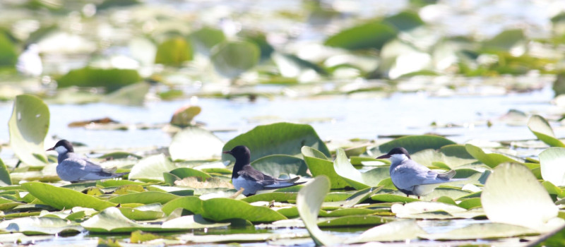 vizes_Molnár Nárton_1920