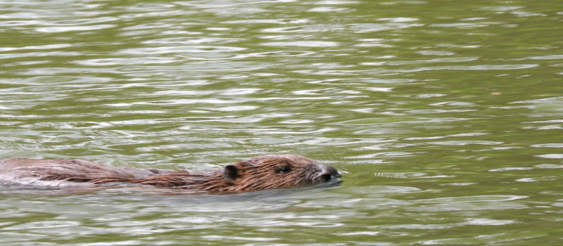 vlcsnap-2023-04-26-11h11m05s218