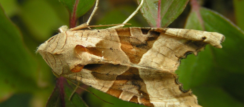 Zöld csipkésbagoly barna vált