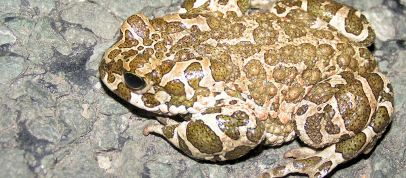 zöldvarangy