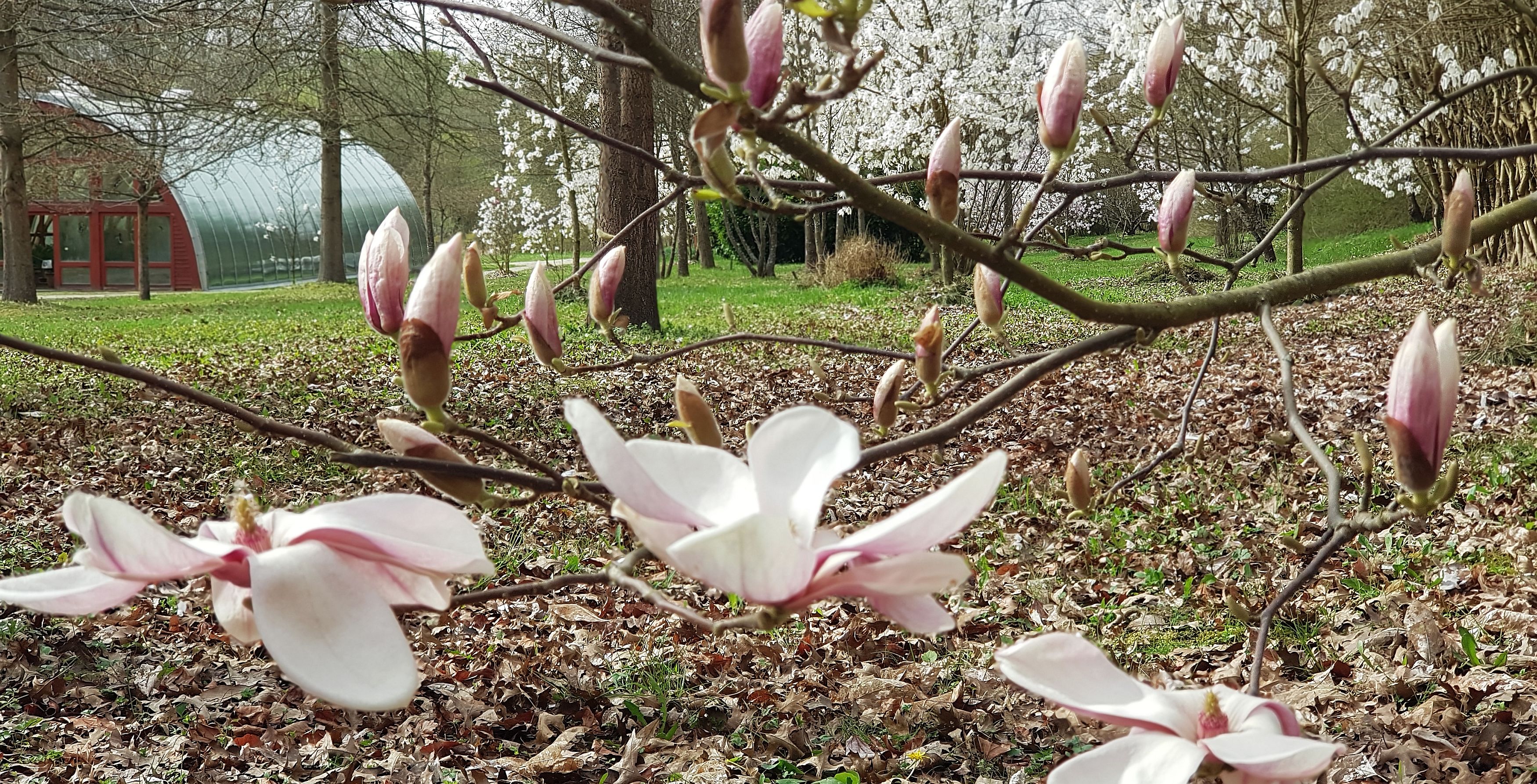 20240330_134816_magnolia_240404103232.jpg